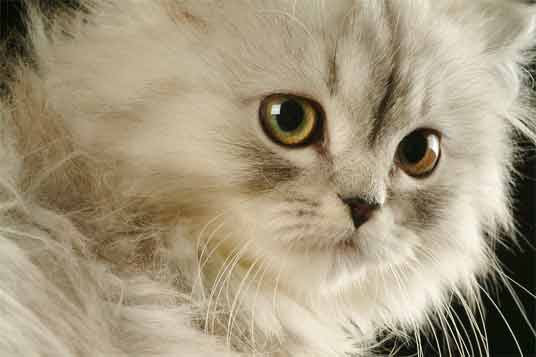 Anak Kucing Persia Putih Anak Kucing Persia Putih