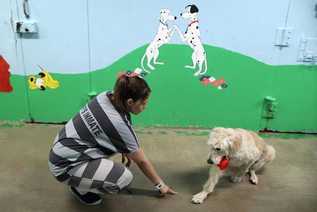 US prison asks inmates to take care of abused animals