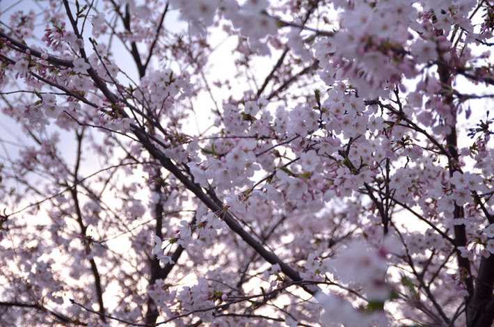 DSC_92650101.jpg