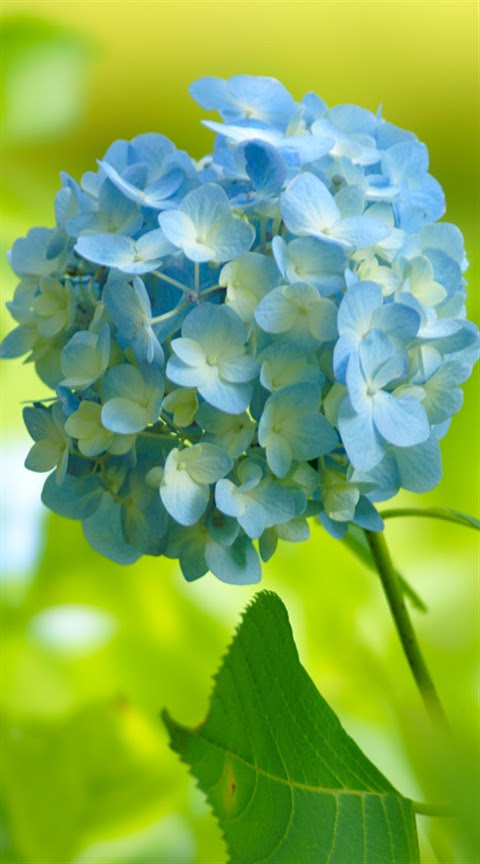 紫陽花 ｱｼﾞｻｲ の 待ち受け 壁紙