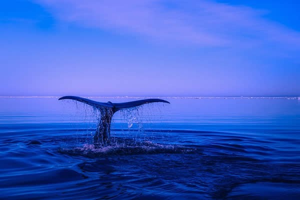 Reading Comprehension - Do Whales Sleep?