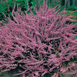Perennial Garden Plans for Partial Sun or Shade - Pretty ...