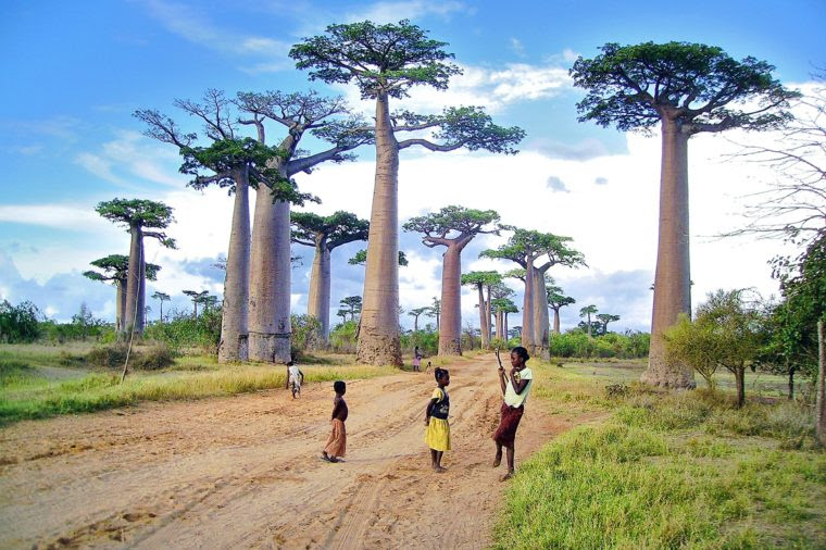 أشجار الباوباب