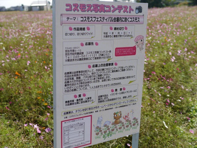羽生市コスモスフェスティバル コスモス畑巡り 観光地めぐりの日々