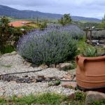 Fotos de Romangordo en Caceres, huerto de la Casa de los Aromas
