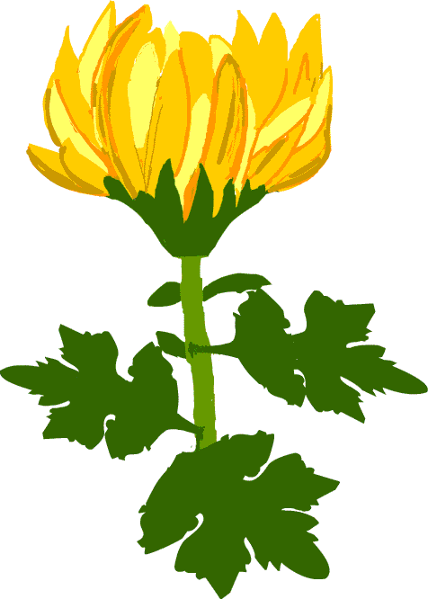 キク 菊 野菊 イラスト 無料