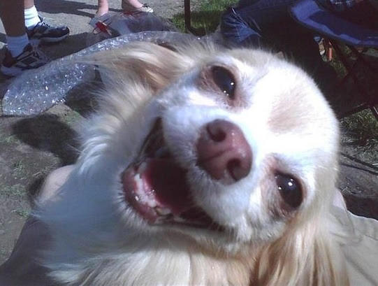 15 Cosas que tu perro suplica jamás le hagas
