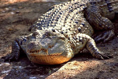 philippine crocodile wikipedia