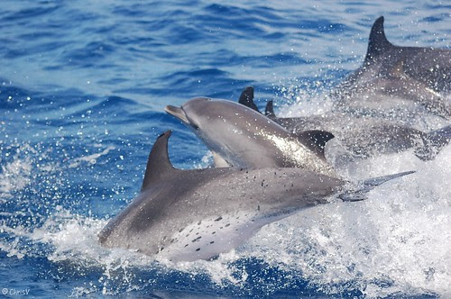 Dauphins tachetés / Atlantic spotted dolphin