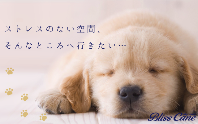 ストレスフリードッグサロン ブリスカーネ
