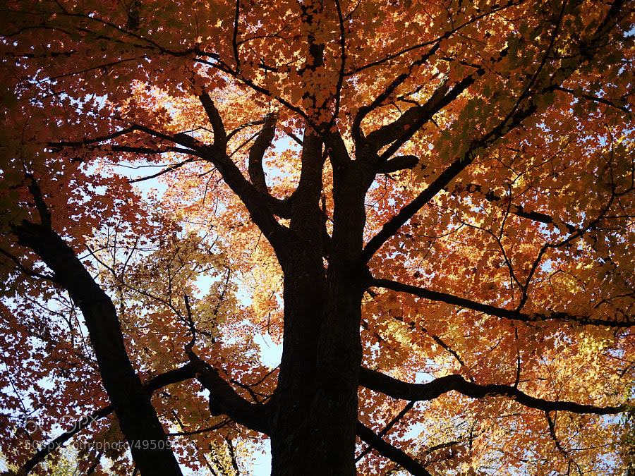 Fall Leaf and Tree by Duc Ly on 500px.com