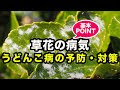 √画像をダウンロード ローズマリー うどん粉病 切る 752230