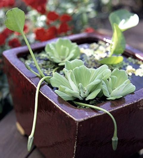 Awesome Mini Ponds To Complete Your Outdoor Decor