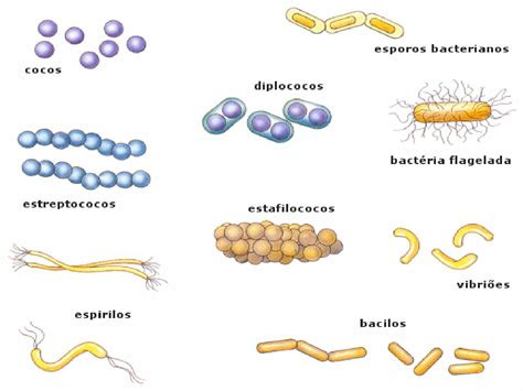 questoes reino monera bio nota
