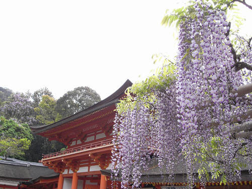 樹齢800年 1m強の見事なフジ 砂ずりの藤 春日大社 By 奈良に住んでみました