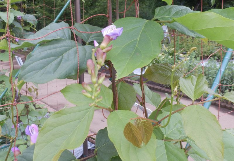 つる植物一覧
