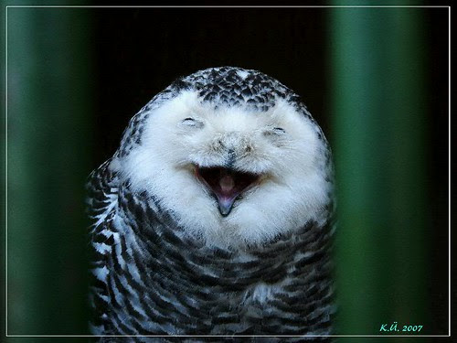 funny bird. (297) A funny bird - wildpark