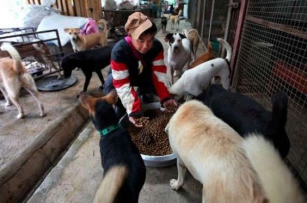 Woman from China Adopts 1,500 Dogs  200 Cats