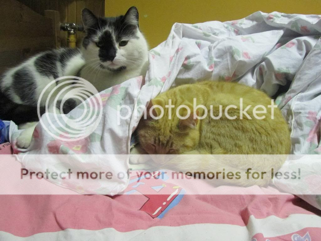  photo IMG_0124_zps21d8dd23.jpg