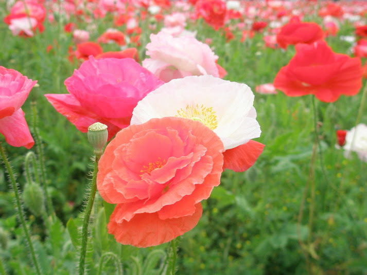 赤色の花図鑑