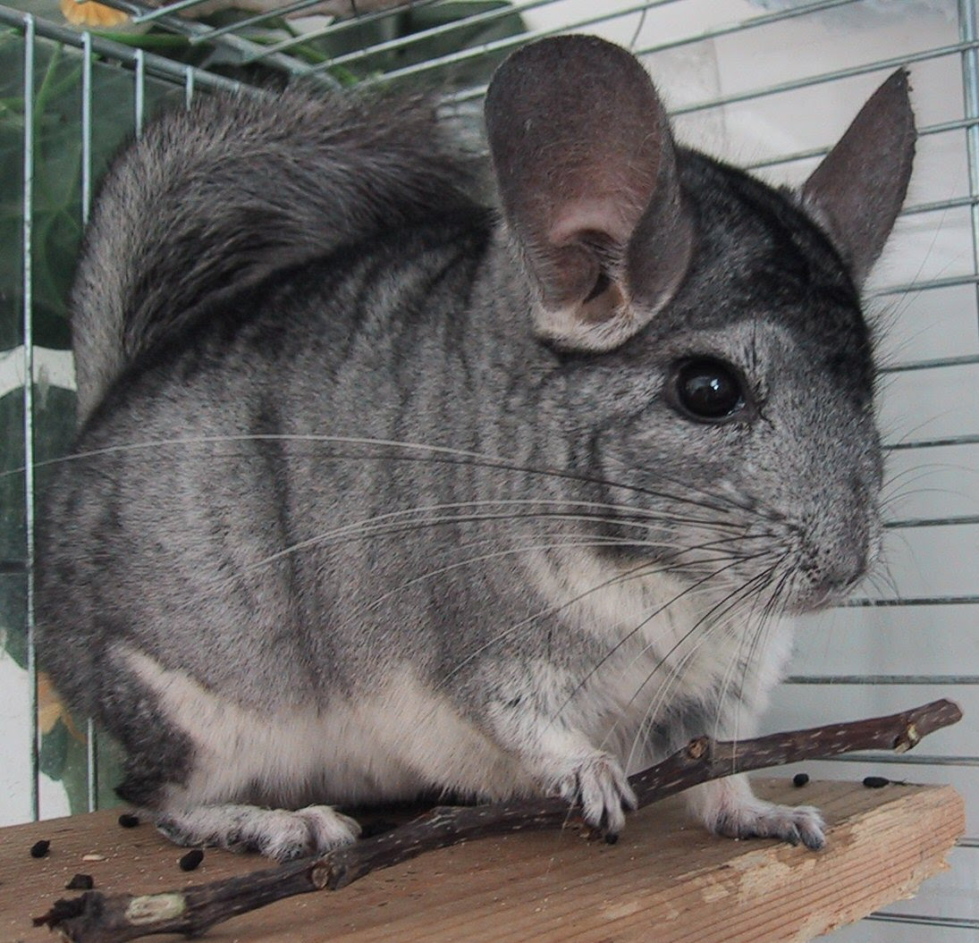 Giant Chinchilla Extinct