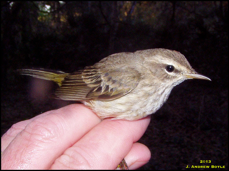 Western Palm Warbler