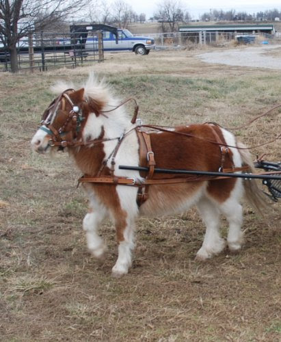 Super Heavyweight Mini Miniature Horse Driving Harness