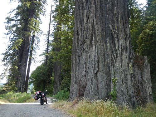 Everyday for 7 Weeks - Day 36 - Brookings to Fort Bragg