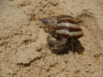 潮干狩りでヤドカリを発見 飼い方や種類をご紹介