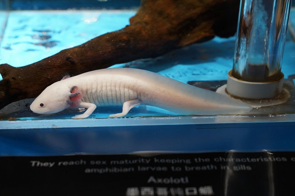 ミニネットzoo サンショウウオ目トラフサンショウウオ科