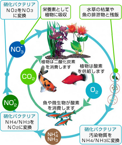 生き物飼育の基本ガイド アクアリウム テラリウムを始める前に 株式会社セラジャパン