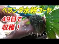 ゴーヤ 水耕栽培 発芽 103443-ゴーヤ 水耕栽培 発芽