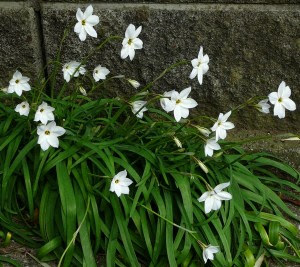 花ニラ ほそもりの独り言