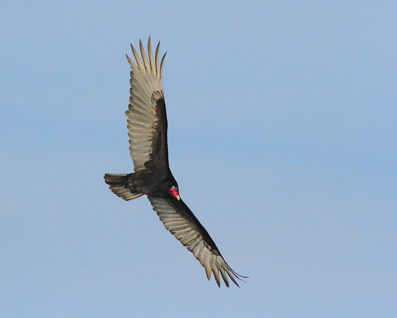IMG_5650 Turkey Vulture
