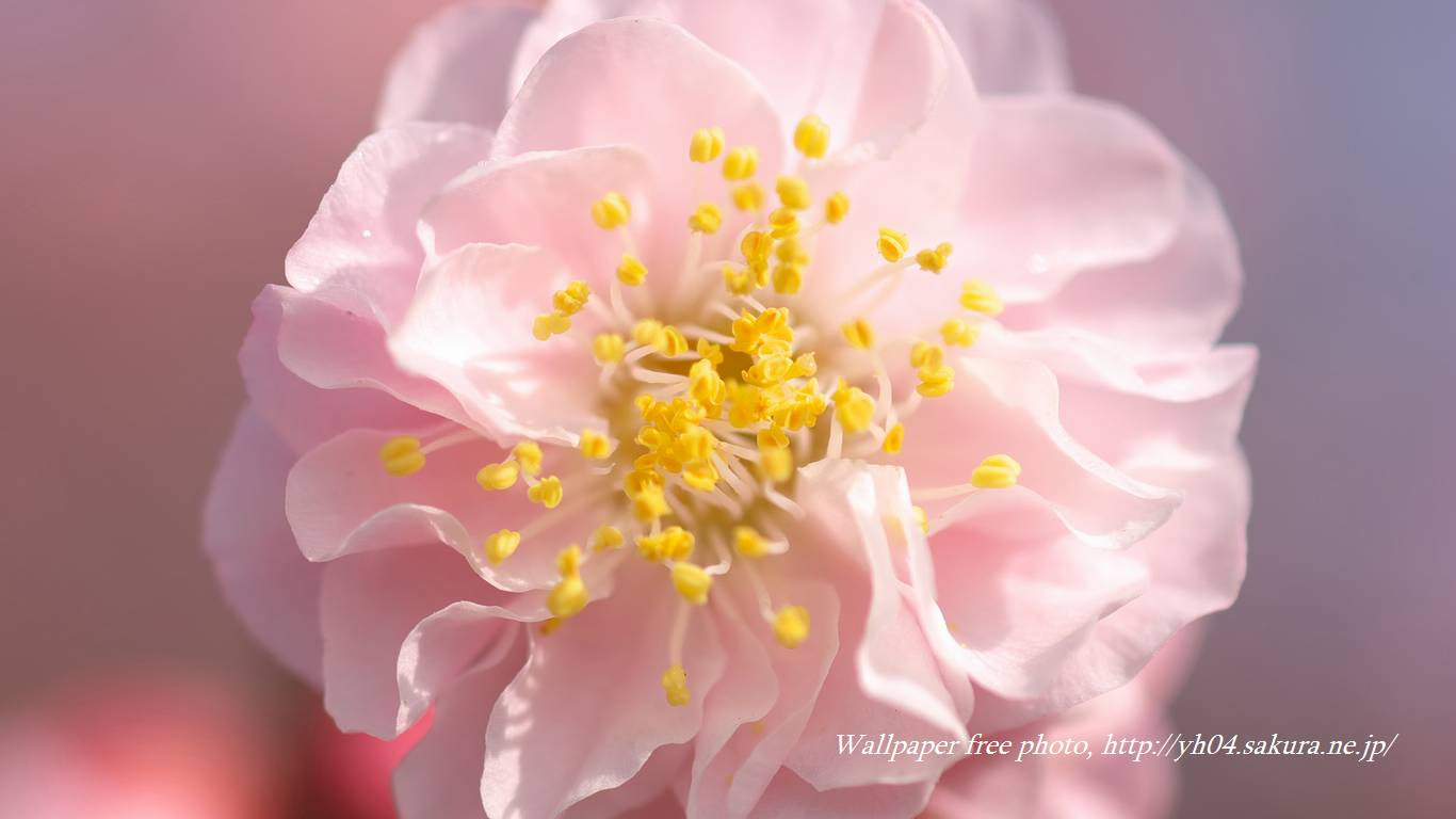 八重咲きの梅の花 高画質 1366 768 デスクトップ無料壁紙