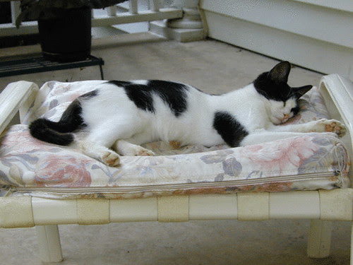 SleepyMaus.002.