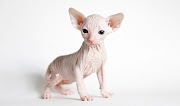 Updated Sphynx Cat, Most Searching!