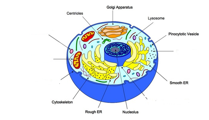 Animal Cell Labeling