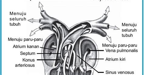 gambar sistem peredaran darah hewan amfibi gambar hewan