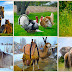 Domestic Animals Pictures With Sounds