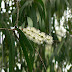 Melaleuca Sign In : Melaleuca preferred customers, sign in to continue.