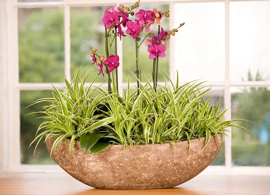 Flowering Orchid in a Boat Planter Flowering Phalaenopsis planted in a ...