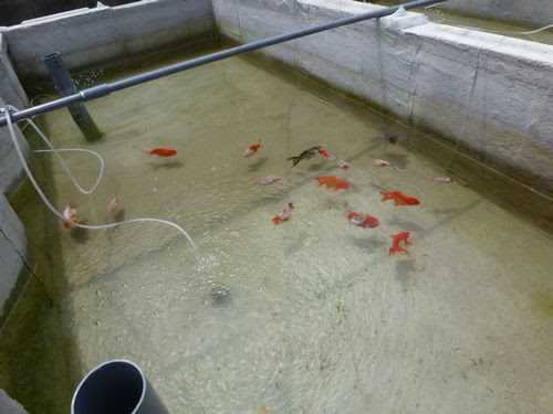 Thｅ 金魚 屋外飼育 No 02 小さな巨人と ささやかな出来事