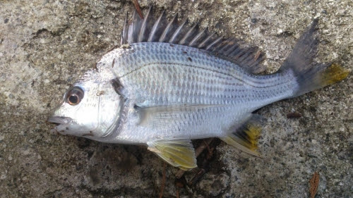 キビレ キチヌ チヌ 千里の道すがら 釣り好きの備忘録