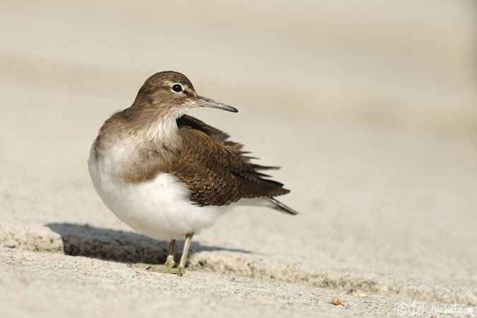 Chevalier guignette - Actitis hypoleucos (Common Sandpiper / Flussuferläufer / Piro piro piccolo) 03-02-2010 - NIKON D700 • 500mm (500mm) • 1/2000 s • f/5.6 • 200ISO • Manuel