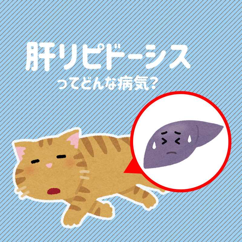 獣医師監修 猫の肝リピドーシスってどんな病気 症状や原因 治療法について