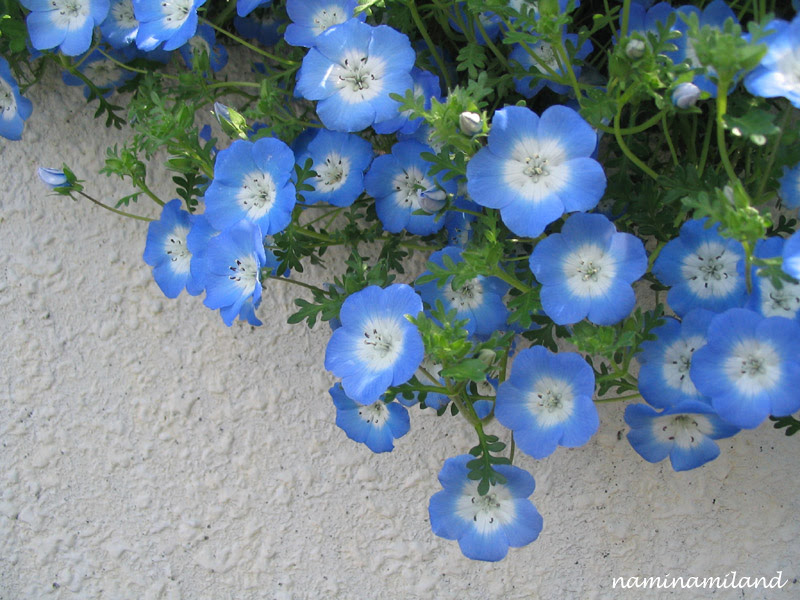 花 壁紙48 800ネモフィラ