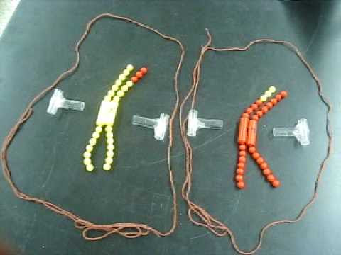 Meiosis Vs Mitosis. meiosis vs mitosis test