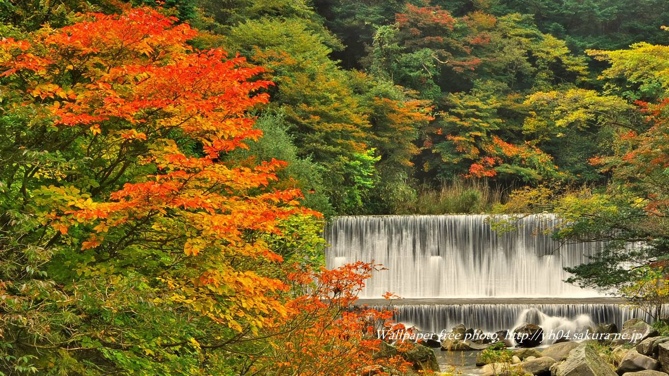 霧島川と堰堤の滝紅葉 高画質 1366 768 デスクトップ無料壁紙
