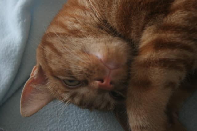 cat tumbado